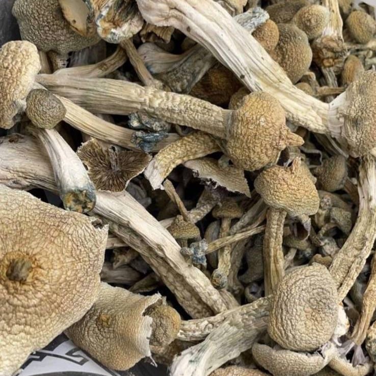 Organic Lion's Mane Tincture image